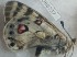  ( - BC_ZSM_Lep_120372)  @11 [ ] by-nc-sa (2024) SNSB, Staatliche Naturwissenschaftliche Sammlungen Bayerns ZSM (SNSB, Zoologische Staatssammlung Muenchen)