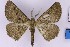  ( - BC_ZSM_Lep_120377)  @11 [ ] by-nc-sa (2024) SNSB, Staatliche Naturwissenschaftliche Sammlungen Bayerns ZSM (SNSB, Zoologische Staatssammlung Muenchen)