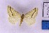  ( - BC_ZSM_Lep_120382)  @11 [ ] by-nc-sa (2024) SNSB, Staatliche Naturwissenschaftliche Sammlungen Bayerns ZSM (SNSB, Zoologische Staatssammlung Muenchen)