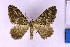  ( - BC_ZSM_Lep_120384)  @11 [ ] by-nc-sa (2024) SNSB, Staatliche Naturwissenschaftliche Sammlungen Bayerns ZSM (SNSB, Zoologische Staatssammlung Muenchen)