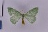  ( - BC_ZSM_Lep_120386)  @11 [ ] by-nc-sa (2024) SNSB, Staatliche Naturwissenschaftliche Sammlungen Bayerns ZSM (SNSB, Zoologische Staatssammlung Muenchen)