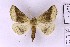  (Drepanogynis strigulosa - BC_ZSM_Lep_120389)  @11 [ ] by-nc-sa (2024) SNSB, Staatliche Naturwissenschaftliche Sammlungen Bayerns ZSM (SNSB, Zoologische Staatssammlung Muenchen)