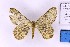  ( - BC_ZSM_Lep_120395)  @11 [ ] by-nc-sa (2024) SNSB, Staatliche Naturwissenschaftliche Sammlungen Bayerns ZSM (SNSB, Zoologische Staatssammlung Muenchen)