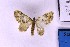  ( - BC_ZSM_Lep_120397)  @11 [ ] by-nc-sa (2024) SNSB, Staatliche Naturwissenschaftliche Sammlungen Bayerns ZSM (SNSB, Zoologische Staatssammlung Muenchen)