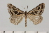  (Pseudomaenas sinuata - BC_ZSM_Lep_120404)  @11 [ ] by-nc-sa (2024) SNSB, Staatliche Naturwissenschaftliche Sammlungen Bayerns ZSM (SNSB, Zoologische Staatssammlung Muenchen)