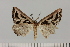  (Pseudomaenas oncondogramma - BC_ZSM_Lep_120405)  @11 [ ] by-nc-sa (2024) SNSB, Staatliche Naturwissenschaftliche Sammlungen Bayerns ZSM (SNSB, Zoologische Staatssammlung Muenchen)