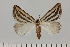  ( - BC_ZSM_Lep_120406)  @11 [ ] by-nc-sa (2024) SNSB, Staatliche Naturwissenschaftliche Sammlungen Bayerns ZSM (SNSB, Zoologische Staatssammlung Muenchen)