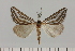  (Pseudomaenas cf. eumetrorrhabda - BC_ZSM_Lep_120407)  @11 [ ] by-nc-sa (2024) SNSB, Staatliche Naturwissenschaftliche Sammlungen Bayerns ZSM (SNSB, Zoologische Staatssammlung Muenchen)