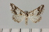  (Pseudomaenas euzonaria - BC_ZSM_Lep_120408)  @11 [ ] by-nc-sa (2024) SNSB, Staatliche Naturwissenschaftliche Sammlungen Bayerns ZSM (SNSB, Zoologische Staatssammlung Muenchen)