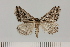  ( - BC_ZSM_Lep_120409)  @11 [ ] by-nc-sa (2024) SNSB, Staatliche Naturwissenschaftliche Sammlungen Bayerns ZSM (SNSB, Zoologische Staatssammlung Muenchen)