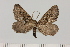  ( - BC_ZSM_Lep_120412)  @11 [ ] by-nc-sa (2024) SNSB, Staatliche Naturwissenschaftliche Sammlungen Bayerns ZSM (SNSB, Zoologische Staatssammlung Muenchen)