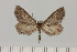  (Hebdomophruda eupitheciata - BC_ZSM_Lep_120414)  @11 [ ] by-nc-sa (2024) SNSB, Staatliche Naturwissenschaftliche Sammlungen Bayerns ZSM (SNSB, Zoologische Staatssammlung Muenchen)