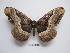  (Dactyloceras siriae - BC-EVS-5135)  @11 [ ] by-nc-sa (2025) SNSB, Staatliche Naturwissenschaftliche Sammlungen Bayerns ZSM (SNSB, Zoologische Staatssammlung Muenchen)