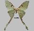  (Actias maenas - BC-EVS-5367)  @11 [ ] by-nc-sa (2025) SNSB, Staatliche Naturwissenschaftliche Sammlungen Bayerns ZSM (SNSB, Zoologische Staatssammlung Muenchen)