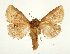  (Trachyptena - BC_ZSM_Lep_118087)  @11 [ ] by-nc-sa (2025) SNSB, Staatliche Naturwissenschaftliche Sammlungen Bayerns ZSM (SNSB, Zoologische Staatssammlung Muenchen)