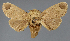  ( - BC_ZSM_Lep_118123)  @11 [ ] by-nc-sa (2025) SNSB, Staatliche Naturwissenschaftliche Sammlungen Bayerns ZSM (SNSB, Zoologische Staatssammlung Muenchen)