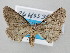  ( - BC_ZSM_Lep_120741)  @11 [ ] by-nc-sa (2025) SNSB, Staatliche Naturwissenschaftliche Sammlungen Bayerns ZSM (SNSB, Zoologische Staatssammlung Muenchen)