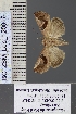  (Bryophilopsis pullula - BC_ZSM_Lep_120816)  @11 [ ] by-nc-sa (2025) SNSB, Staatliche Naturwissenschaftliche Sammlungen Bayerns ZSM (SNSB, Zoologische Staatssammlung Muenchen)