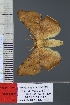  (Procrypha - BC_ZSM_Lep_120820)  @11 [ ] by-nc-sa (2025) SNSB, Staatliche Naturwissenschaftliche Sammlungen Bayerns ZSM (SNSB, Zoologische Staatssammlung Muenchen)