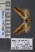  ( - BC_ZSM_Lep_120830)  @11 [ ] by-nc-sa (2025) SNSB, Staatliche Naturwissenschaftliche Sammlungen Bayerns ZSM (SNSB, Zoologische Staatssammlung Muenchen)