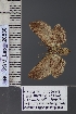  ( - BC_ZSM_Lep_120830)  @11 [ ] by-nc-sa (2025) SNSB, Staatliche Naturwissenschaftliche Sammlungen Bayerns ZSM (SNSB, Zoologische Staatssammlung Muenchen)