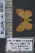  (Xenostega segmentaria - BC_ZSM_Lep_120831)  @11 [ ] by-nc-sa (2025) SNSB, Staatliche Naturwissenschaftliche Sammlungen Bayerns ZSM (SNSB, Zoologische Staatssammlung Muenchen)