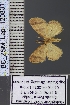  ( - BC_ZSM_Lep_120831)  @11 [ ] by-nc-sa (2025) SNSB, Staatliche Naturwissenschaftliche Sammlungen Bayerns ZSM (SNSB, Zoologische Staatssammlung Muenchen)