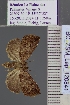  (Rivula dispar - BC_ZSM_Lep_120841)  @11 [ ] by-nc-sa (2025) SNSB, Staatliche Naturwissenschaftliche Sammlungen Bayerns ZSM (SNSB, Zoologische Staatssammlung Muenchen)