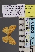  ( - BC_ZSM_Lep_120847)  @11 [ ] by-nc-sa (2025) SNSB, Staatliche Naturwissenschaftliche Sammlungen Bayerns ZSM (SNSB, Zoologische Staatssammlung Muenchen)