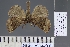  (Odontopera ochroneura - BC_ZSM_Lep_120856)  @11 [ ] by-nc-sa (2025) SNSB, Staatliche Naturwissenschaftliche Sammlungen Bayerns ZSM (SNSB, Zoologische Staatssammlung Muenchen)