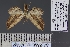  ( - BC_ZSM_Lep_120858)  @11 [ ] by-nc-sa (2025) SNSB, Staatliche Naturwissenschaftliche Sammlungen Bayerns ZSM (SNSB, Zoologische Staatssammlung Muenchen)