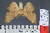  ( - BC_ZSM_Lep_120866)  @11 [ ] by-nc-sa (2025) SNSB, Staatliche Naturwissenschaftliche Sammlungen Bayerns ZSM (SNSB, Zoologische Staatssammlung Muenchen)