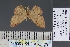  (Dithecodes purpuraria - BC_ZSM_Lep_120873)  @11 [ ] by-nc-sa (2025) SNSB, Staatliche Naturwissenschaftliche Sammlungen Bayerns ZSM (SNSB, Zoologische Staatssammlung Muenchen)