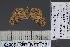  (Lamprolopha - BC_ZSM_Lep_120878)  @11 [ ] by-nc-sa (2025) SNSB, Staatliche Naturwissenschaftliche Sammlungen Bayerns ZSM (SNSB, Zoologische Staatssammlung Muenchen)