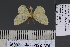 ( - BC_ZSM_Lep_120891)  @11 [ ] by-nc-sa (2025) SNSB, Staatliche Naturwissenschaftliche Sammlungen Bayerns ZSM (SNSB, Zoologische Staatssammlung Muenchen)