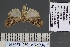  (Bryophilopsis tarachoides - BC_ZSM_Lep_120896)  @11 [ ] by-nc-sa (2025) SNSB, Staatliche Naturwissenschaftliche Sammlungen Bayerns ZSM (SNSB, Zoologische Staatssammlung Muenchen)