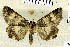  ( - BC_ZSM_Lep_121007)  @11 [ ] by-nc-sa (2025) SNSB, Staatliche Naturwissenschaftliche Sammlungen Bayerns ZSM (SNSB, Zoologische Staatssammlung Muenchen)