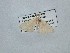  ( - BC_ZSM_Lep_121019)  @11 [ ] by-nc-sa (2025) SNSB, Staatliche Naturwissenschaftliche Sammlungen Bayerns ZSM (SNSB, Zoologische Staatssammlung Muenchen)