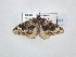  ( - BC_ZSM_Lep_121021)  @11 [ ] by-nc-sa (2025) SNSB, Staatliche Naturwissenschaftliche Sammlungen Bayerns ZSM (SNSB, Zoologische Staatssammlung Muenchen)