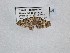  ( - BC_ZSM_Lep_121026)  @11 [ ] by-nc-sa (2025) SNSB, Staatliche Naturwissenschaftliche Sammlungen Bayerns ZSM (SNSB, Zoologische Staatssammlung Muenchen)
