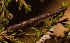 ( - BC_ZSM_Lep_121056)  @11 [ ] by-nc-sa (2025) SNSB, Staatliche Naturwissenschaftliche Sammlungen Bayerns ZSM (SNSB, Zoologische Staatssammlung Muenchen)