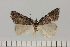  (Crambometra minor - BC_ZSM_Lep_121078)  @11 [ ] by-nc-sa (2025) SNSB, Staatliche Naturwissenschaftliche Sammlungen Bayerns ZSM (SNSB, Zoologische Staatssammlung Muenchen)