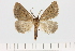  (Aethiopodes olivacea - BC_ZSM_Lep_121080)  @11 [ ] by-nc-sa (2025) SNSB, Staatliche Naturwissenschaftliche Sammlungen Bayerns ZSM (SNSB, Zoologische Staatssammlung Muenchen)