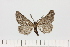  ( - BC_ZSM_Lep_121083)  @11 [ ] by-nc-sa (2025) SNSB, Staatliche Naturwissenschaftliche Sammlungen Bayerns ZSM (SNSB, Zoologische Staatssammlung Muenchen)