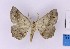  ( - BC_ZSM_Lep_121167)  @11 [ ] by-nc-sa (2025) SNSB, Staatliche Naturwissenschaftliche Sammlungen Bayerns ZSM (SNSB, Zoologische Staatssammlung Muenchen)