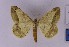 ( - BC_ZSM_Lep_121170)  @11 [ ] by-nc-sa (2025) SNSB, Staatliche Naturwissenschaftliche Sammlungen Bayerns ZSM (SNSB, Zoologische Staatssammlung Muenchen)