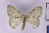  ( - BC_ZSM_Lep_121174)  @11 [ ] by-nc-sa (2025) SNSB, Staatliche Naturwissenschaftliche Sammlungen Bayerns ZSM (SNSB, Zoologische Staatssammlung Muenchen)