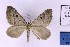  ( - BC_ZSM_Lep_121302)  @11 [ ] by-nc-sa (2025) SNSB, Staatliche Naturwissenschaftliche Sammlungen Bayerns ZSM (SNSB, Zoologische Staatssammlung Muenchen)
