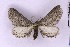  (Hebdomophruda endroedyi - BC_ZSM_Lep_121315)  @11 [ ] by-nc-sa (2025) SNSB, Staatliche Naturwissenschaftliche Sammlungen Bayerns ZSM (SNSB, Zoologische Staatssammlung Muenchen)
