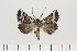  ( - BC_ZSM_Lep_121320)  @11 [ ] by-nc-sa (2025) SNSB, Staatliche Naturwissenschaftliche Sammlungen Bayerns ZSM (SNSB, Zoologische Staatssammlung Muenchen)